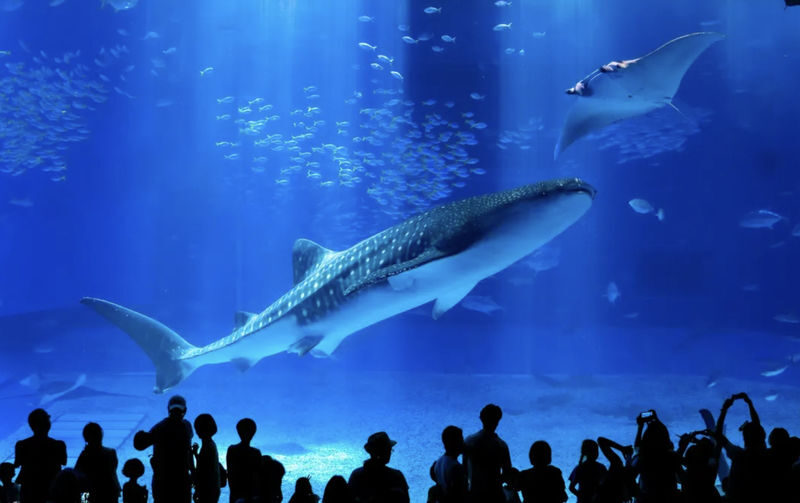 Have Fun in Okinawa Premium Pass (Day tour, Churami Aquarium and DMM Aquarium) - What the app process means in practice