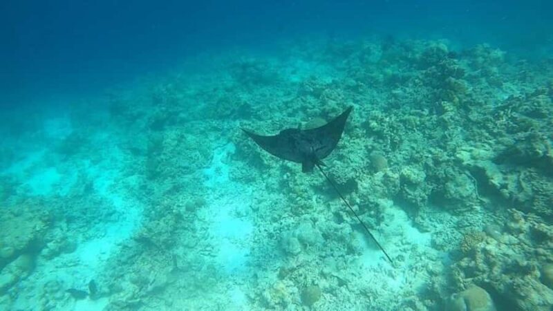Havelock Island: Tribe Gate Guided Snorkeling Tour - Authentic Insights from Reviewers