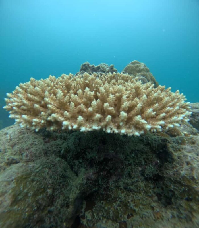 Havelock Island: Tribe Gate Guided Snorkeling Tour - The Experience in Detail