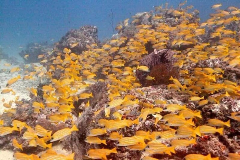 Havelock Island: Tribe Gate Guided Snorkeling Tour - FAQs