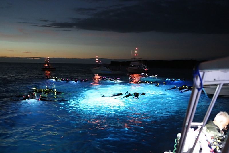 Hawaii Big Island Manta Ray Night Snorkel Experience - What the three-hour Kona outing feels like
