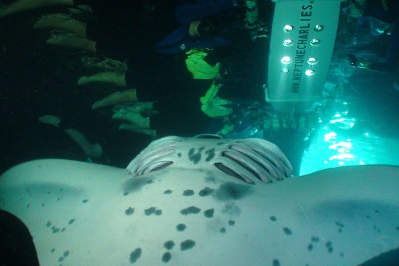 Hawaii Big Island Manta Ray Night Snorkel Experience - Sunset, boat ride, and the return to harbor