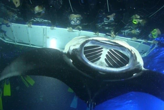 Hawaii Big Island Manta Ray Night Snorkel Experience - What the crew provides, and what you should bring