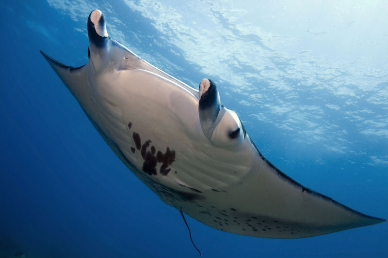 Hawaii Big Island Manta Ray Night Snorkel Experience - Price and whether the outing is worth it
