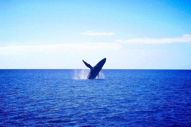Hawaii: Honolulu Whale-Watching Catamaran Tour  - Oahu - Tour Details and Inclusions