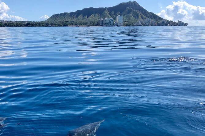 Hawaii: Honolulu Whale-Watching Catamaran Tour  - Oahu - Meeting and Pickup Information