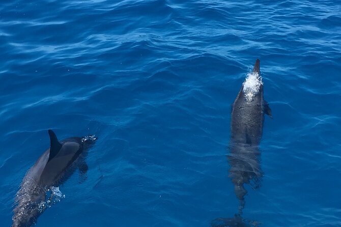 Hawaii: Honolulu Whale-Watching Catamaran Tour  - Oahu - Tour Logistics