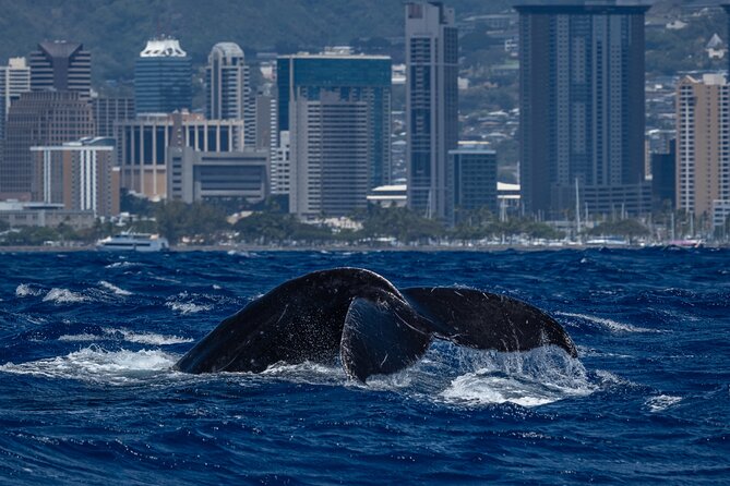 Hawaii: Honolulu Whale-Watching Catamaran Tour  - Oahu - Reviews and Additional Information