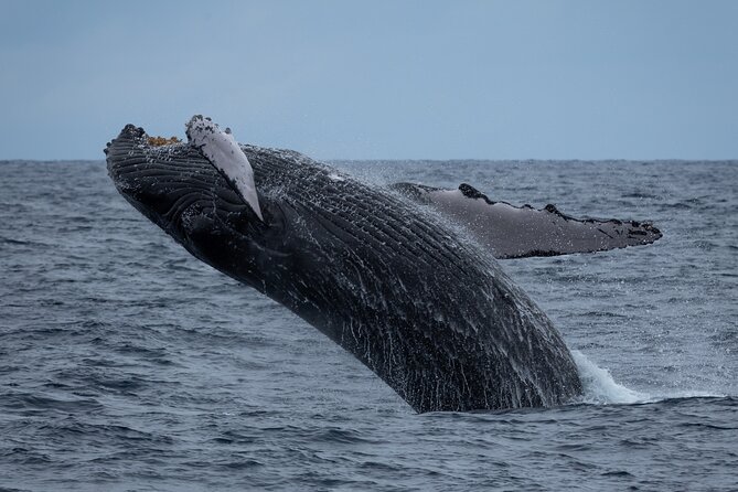 Hawaii: Honolulu Whale-Watching Catamaran Tour  - Oahu - Directions