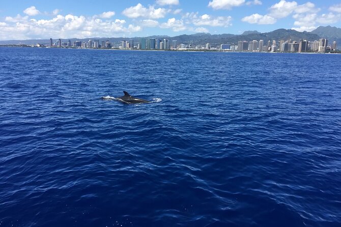 Hawaii: Honolulu Whale-Watching Catamaran Tour  - Oahu - The Sum Up