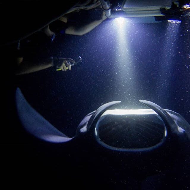 Hawaii Manta Ray Night Snorkel Experience - Key points to know before you go