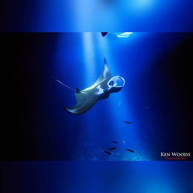 Hawaii Manta Ray Night Snorkel Experience - A nighttime manta encounter, not a long snorkel
