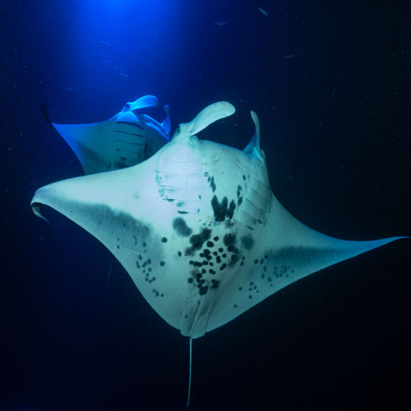 Hawaii Manta Ray Night Snorkel Experience - What the 45 minutes in the water are like
