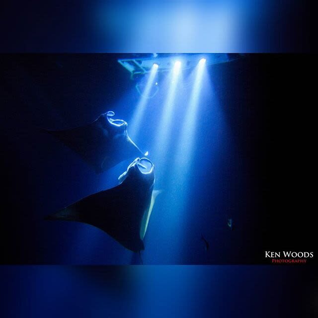 Hawaii Manta Ray Night Snorkel Experience - Why the format suits some snorkelers better than others