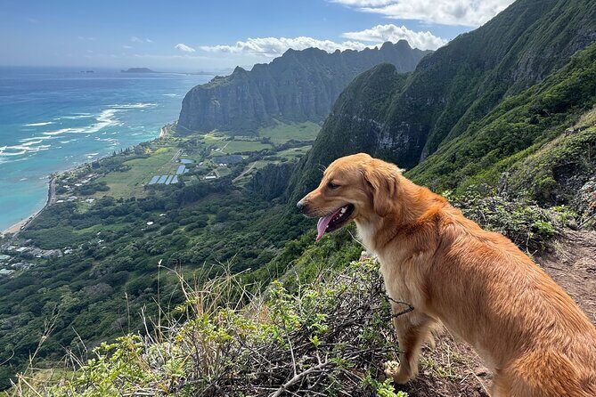 Hawaii Oahu Canyon Rappel & Hike Expedition Tour - The Sum Up
