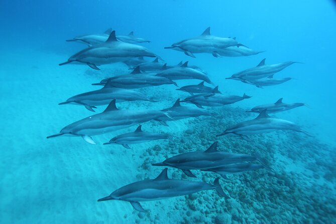 Hawaii: Oahu Dolphin and Sea Life Swimming and Snorkeling Trip  - Honolulu - Tour Overview and Details