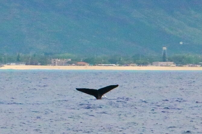 Hawaii: Oahu Dolphin and Sea Life Swimming and Snorkeling Trip  - Honolulu - Traveler Reviews and Experiences