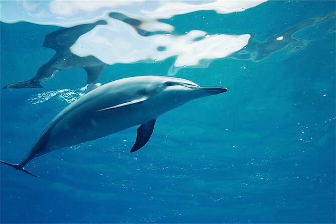 Hawaii: Oahu Dolphin and Sea Life Swimming and Snorkeling Trip  - Honolulu - Wildlife Sightings