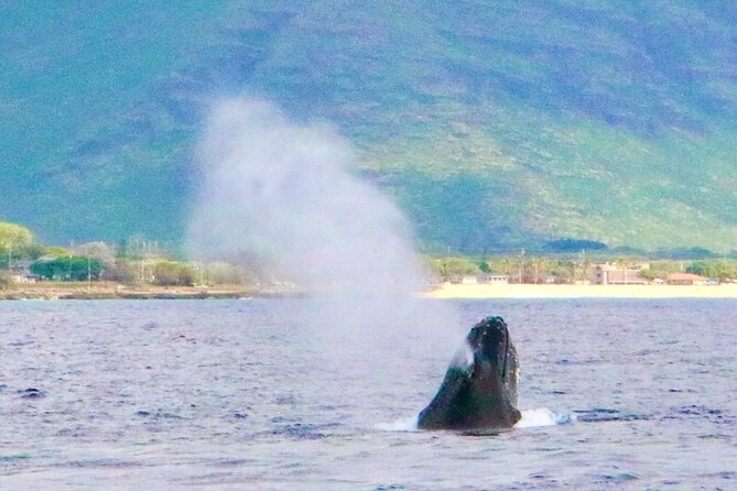 Hawaii: Oahu Dolphin and Sea Life Swimming and Snorkeling Trip  - Honolulu - Common Questions