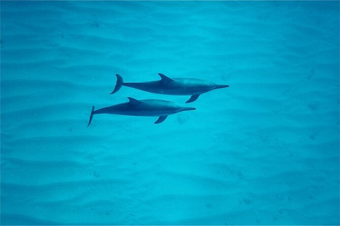 Hawaii: Oahu Dolphin and Sea Life Swimming and Snorkeling Trip  - Honolulu - The Sum Up