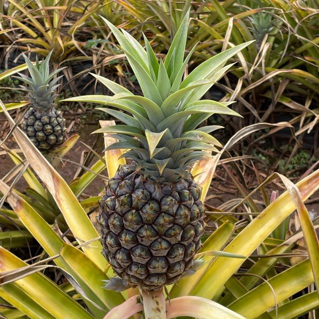 Hawaii: Pearl Harbor and North Shore Adventure - Booking Information