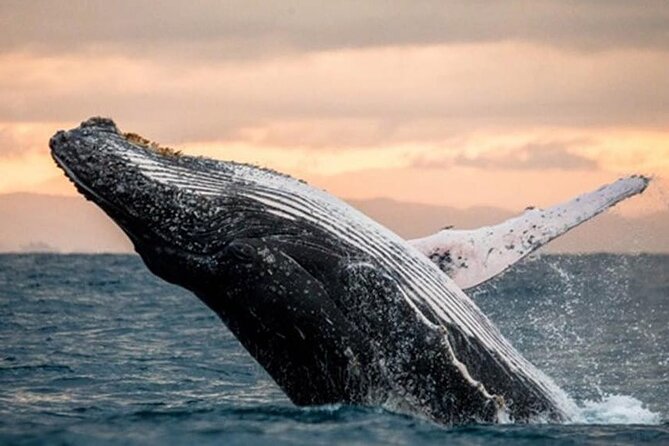 Hawaii Waikiki Beach Sightseeing Cruise - Glass Bottom Boat - Additional Information