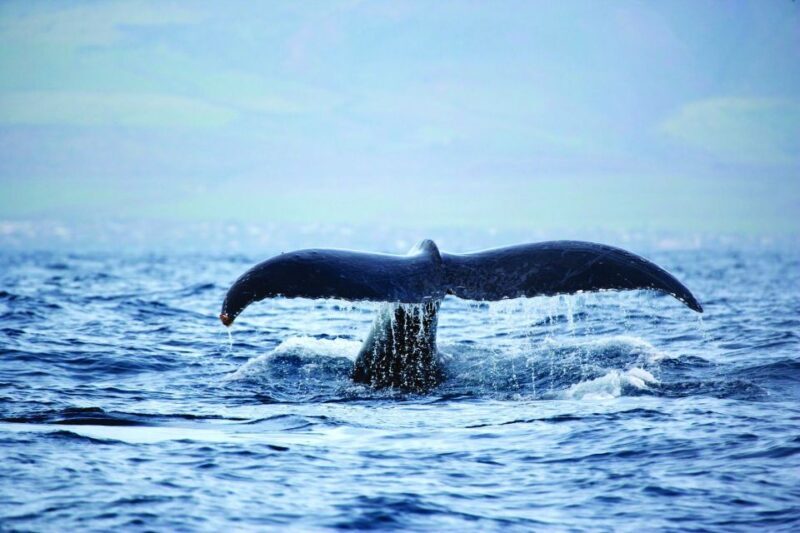 Hawaii: Waikoloa Whale Watch - The Experience in Detail: What to Expect