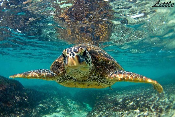 Hawaiian Outrigger Canoe Cultural and Turtle Tour - Recommendations and Overall Experience