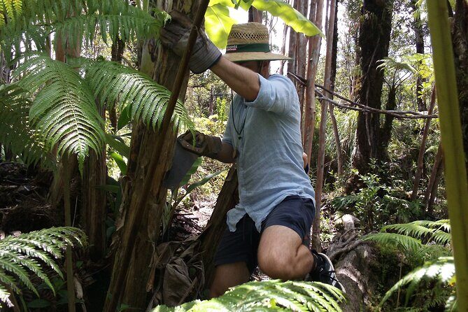 Hawaiian Rainforest Banana Cultivation Experience - Good To Know