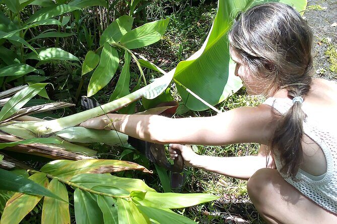 Hawaiian Rainforest Banana Cultivation Experience - FAQ