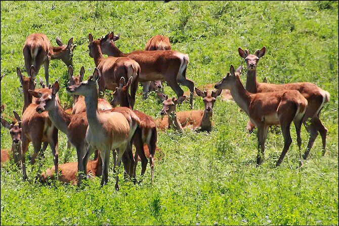 Hawkes Bay - Scenic, luncheon, wine Tour - A Closer Look at the Itinerary