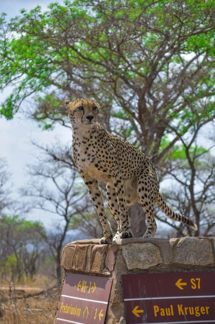 Hazyview: Kruger National Park Full-Day Safari - Who Should Consider This Tour?