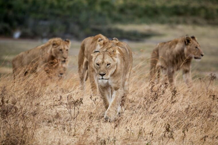 Hazyview: Kruger National Park Full-Day Safari - Final Thoughts