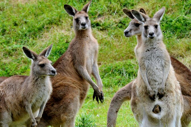 Healesville Sanctuary And Phillip Island Wildlife Bus Tour - Tour Highlights