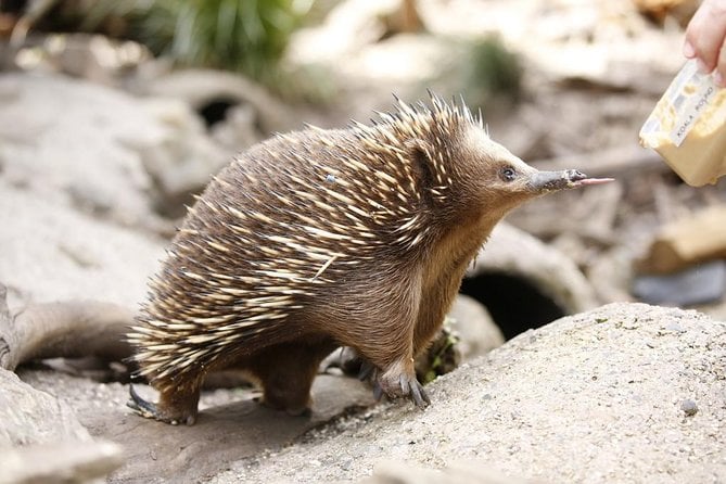 Healesville Sanctuary General Entry Ticket - Meeting and Pickup Information