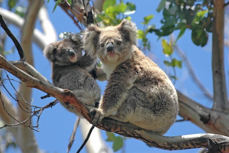 Healesville Sanctuary & Phillip Island Wildlife Guided Day Tour - One day, two very different wildlife settings