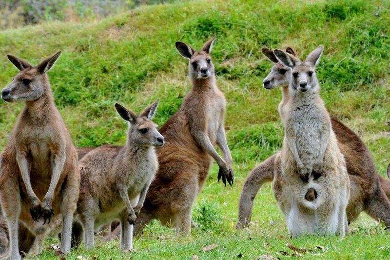 Healesville Sanctuary & Phillip Island Wildlife Guided Day Tour - The road time is part of the deal