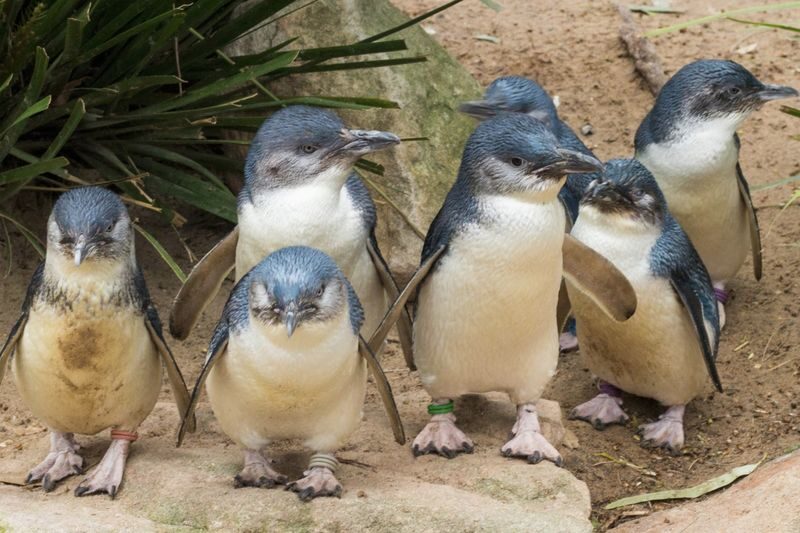 Healesville Sanctuary & Phillip Island Wildlife Guided Day Tour - What the price covers, and what to check