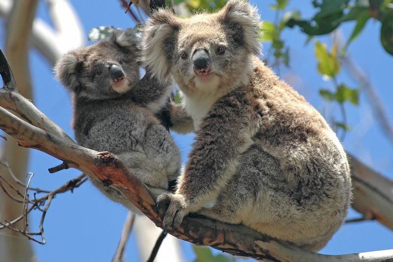 Healesville Sanctuary & Phillip Island Wildlife Guided Day Tour - Who will enjoy this day most