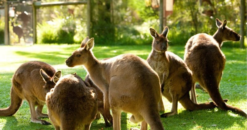 Healesville Sanctuary Ticket - What to know before you go