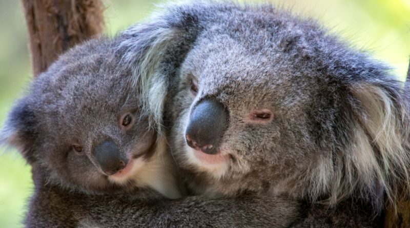 Healesville Sanctuary Ticket - A bushland sanctuary, not a conventional zoo