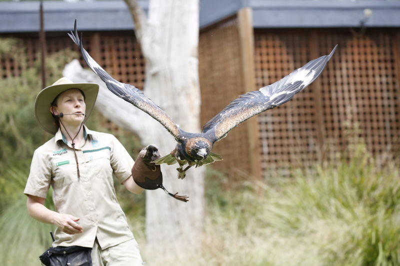 Healesville Sanctuary Ticket - The Spirits of the Sky presentation