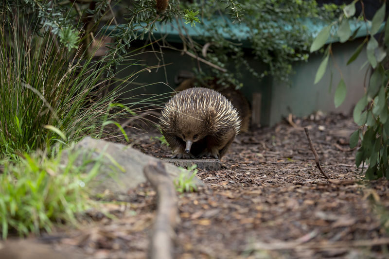 Healesville Sanctuary Ticket - Keeper talks and the Wildlife Health Centre