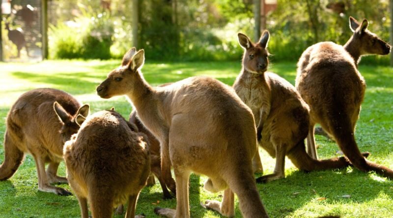 Healesville Sanctuary Ticket - How long to stay, and when to visit