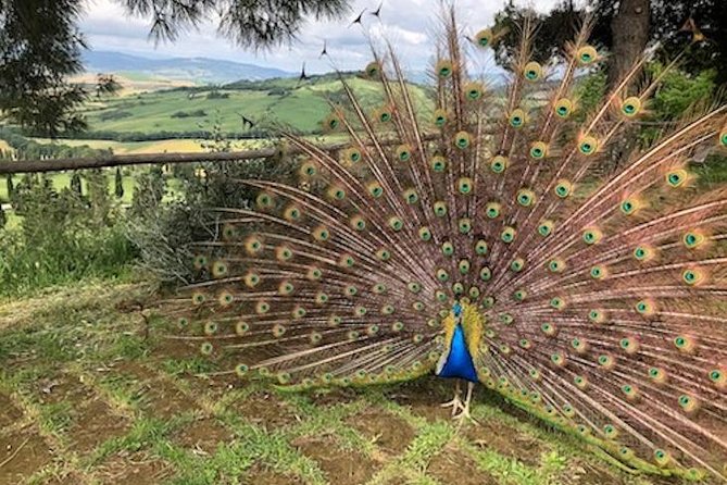 Heart of Chianti Classico - 2 Wineries Lunch Included - Chianti Wine Tour - The Sum Up