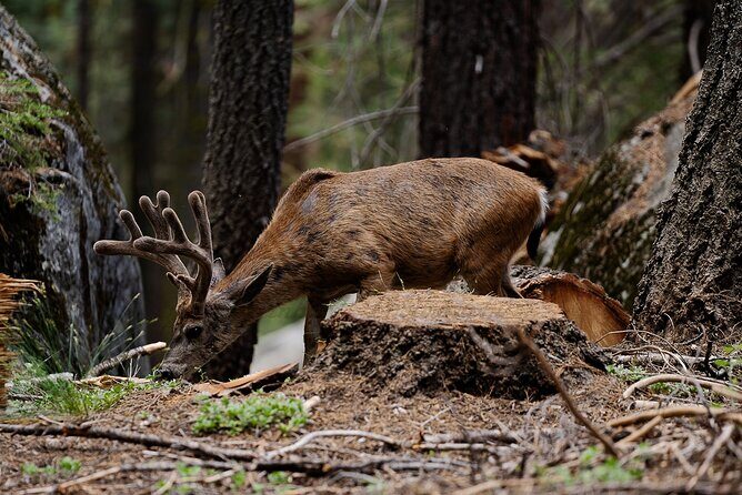 Heart of the Giant Forest Hike - Final Thoughts