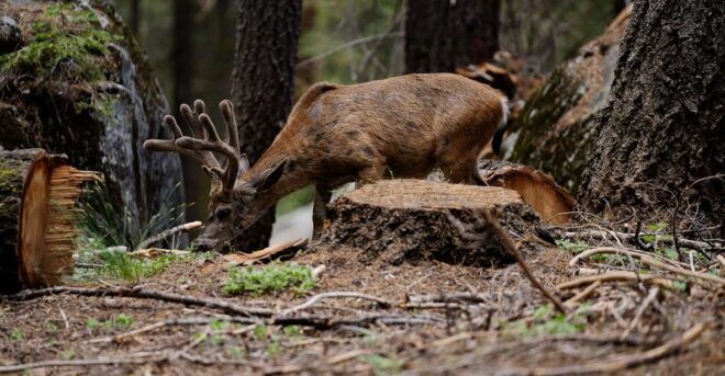 Heart of the Giant Forest Hike: Congress Trail& Sherman Tree - Additional Information
