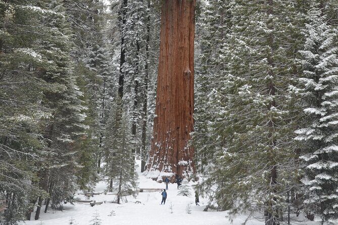 Heart of the Giant Forest Hike - FAQs