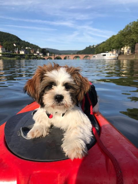 Heidelberg: 2-Hour Kayak Tour - Experience Highlights on the River Neckar