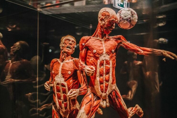Heidelberg: BODY WORLDS Museum Entrance Ticket - Museum Experience